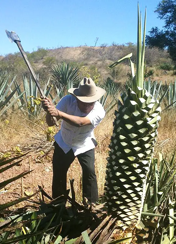 Agave karwinskii Madrecuishe Oaxaca