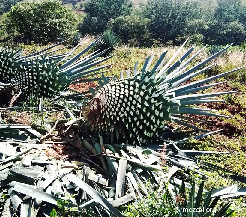 Maguey Mexicano Agave rhodacantha corte