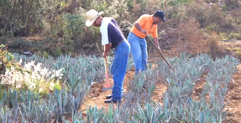 Agave cultivo Oaxaca